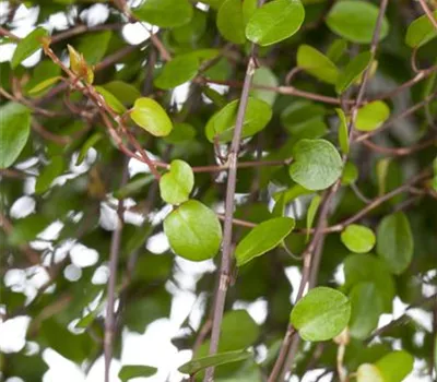 Muehlenbeckia complexa Muehlenbeckia complexa