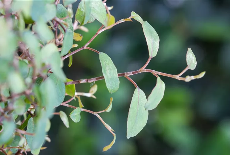 Muehlenbeckia complexa