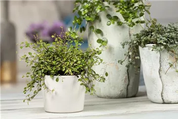 Mühlenbeckia - eine Zierde für drinnen und draußen Mühlenbeckia - eine Zierde für drinnen und draußen