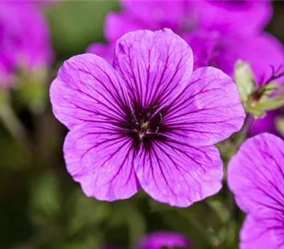 Geranium sanguineum
