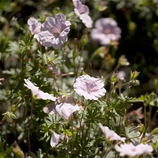 Geranium sanguineum var.striatum