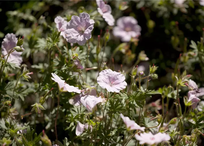Geranium sanguineum var.striatum