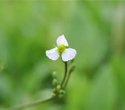 Sagittaria sagittifolia ssp.sagittifolia