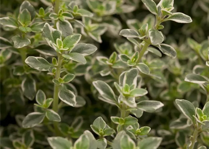 Thymus x citriodorus, weißbuntlaubig