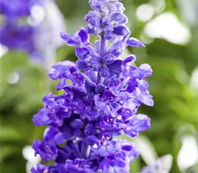 Salvia farinacea Salvia farinacea