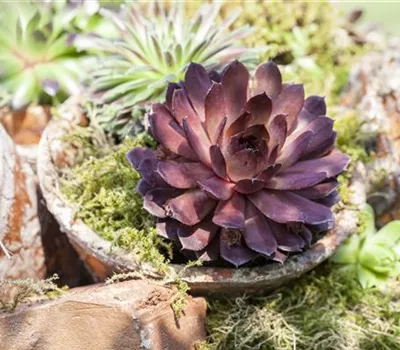 Sempervivum, rote Rosetten Sempervivum, rote Rosetten