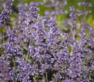 Salvia nemorosa
