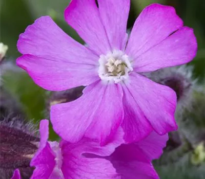 Silene schafta 'Splendens'
