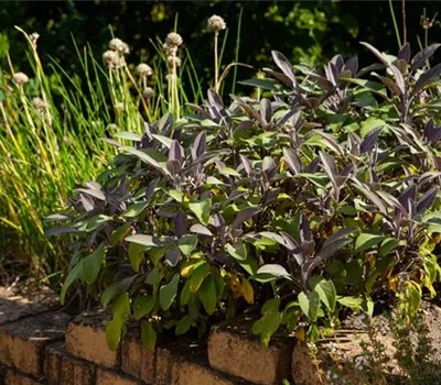 Salvia officinalis 'Purpurascens'