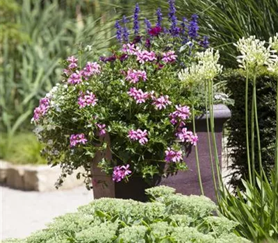 Pelargonium peltatum