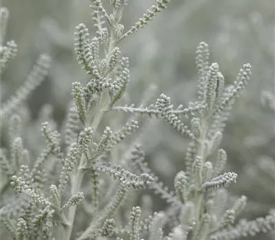 Santolina chamaecyparissus