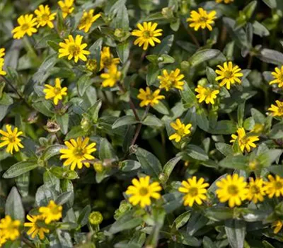 Sanvitalia procumbens