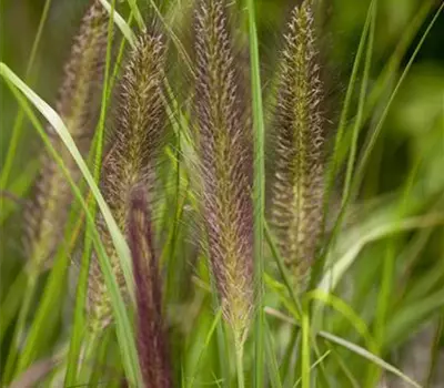 Pennisetum alopecuroides 'Compressum'