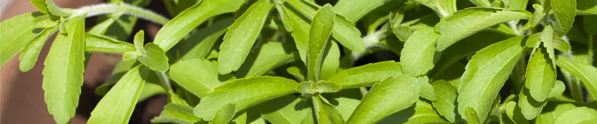 Stevia rebaudiana Stevia rebaudiana