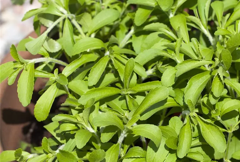 Stevia rebaudiana Stevia rebaudiana