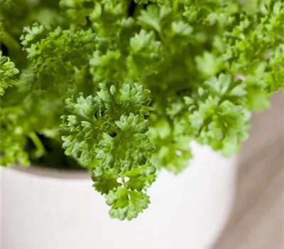 Petroselinum crispum 'Mooskrause' Petroselinum crispum 'Mooskrause'