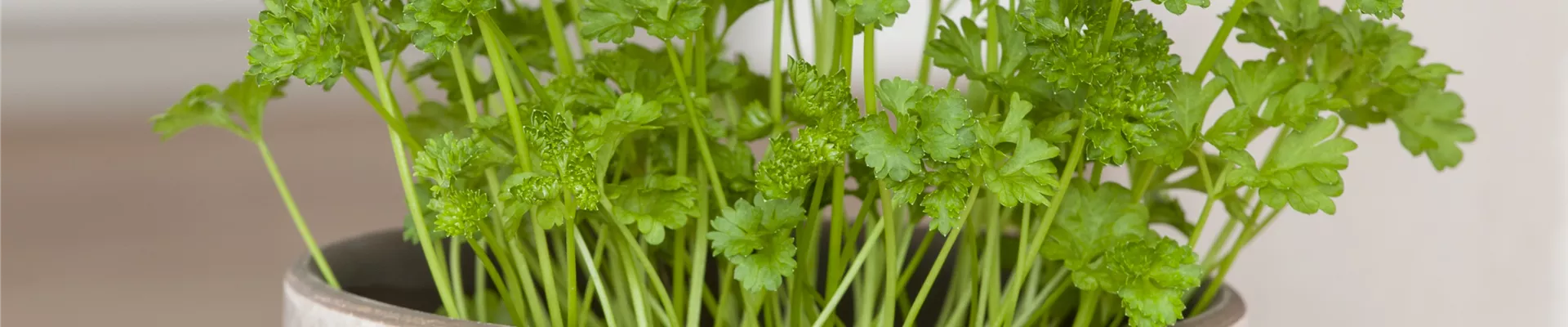 Petroselinum crispum 'Mooskrause 2'