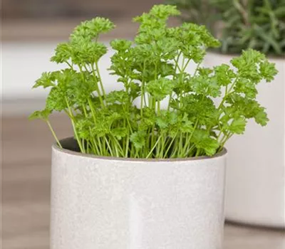 Petersilie: das Küchenkraut für Fleisch, Fisch und Co. Petersilie: das Küchenkraut für Fleisch, Fisch und Co.