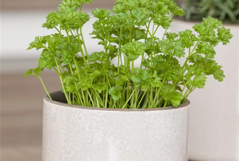 Petroselinum crispum 'Mooskrause 2'