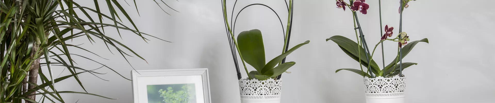 Phalaenopsis Phalaenopsis