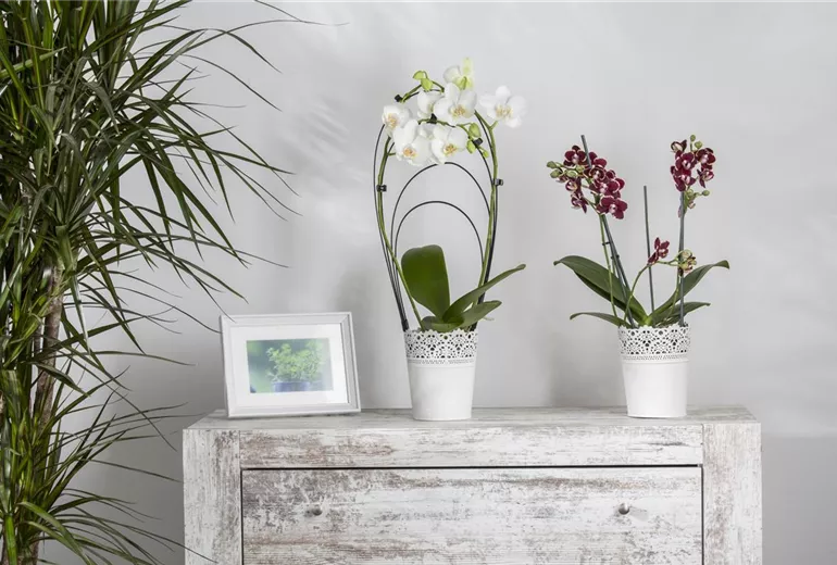 Phalaenopsis Phalaenopsis