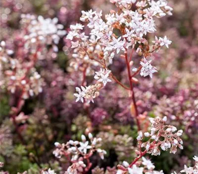 Sedum album 'Coral Carpet'