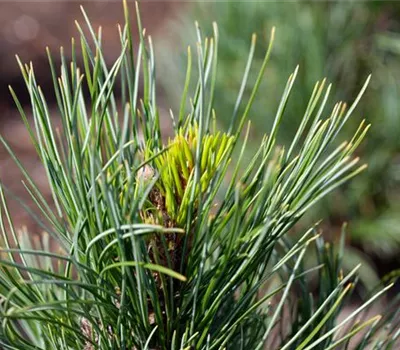 Pinus cembra