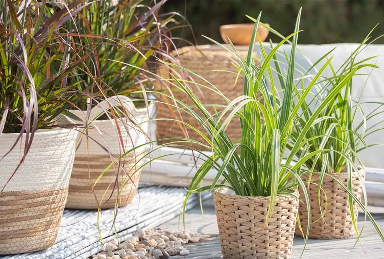 Carex morrowii ssp. foliosissima 'Icedance' Carex morrowii ssp. foliosissima 'Icedance'