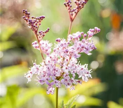 Filipendula rubra 'Venusta'