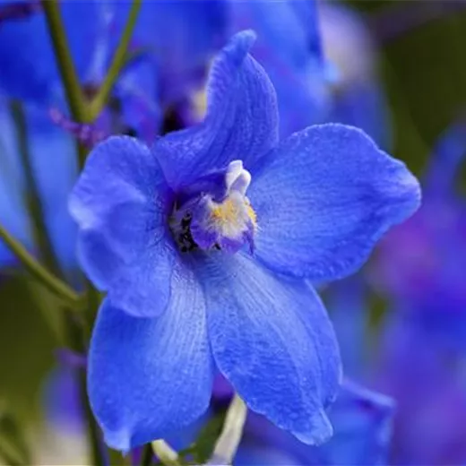 Delphinium x bellad.'Piccolo'