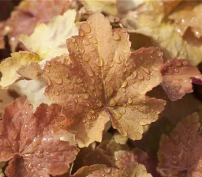 Heuchera villosa 'Caramel' -R-