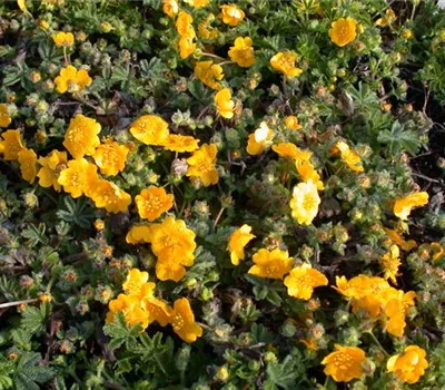Potentilla neumanniana