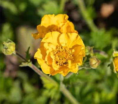 Geum chiloense 'Goldball', gen.