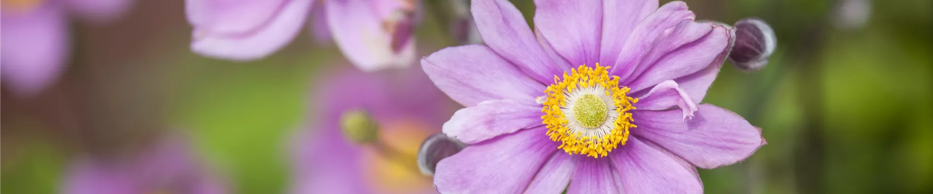 Anemone japonica Anemone japonica