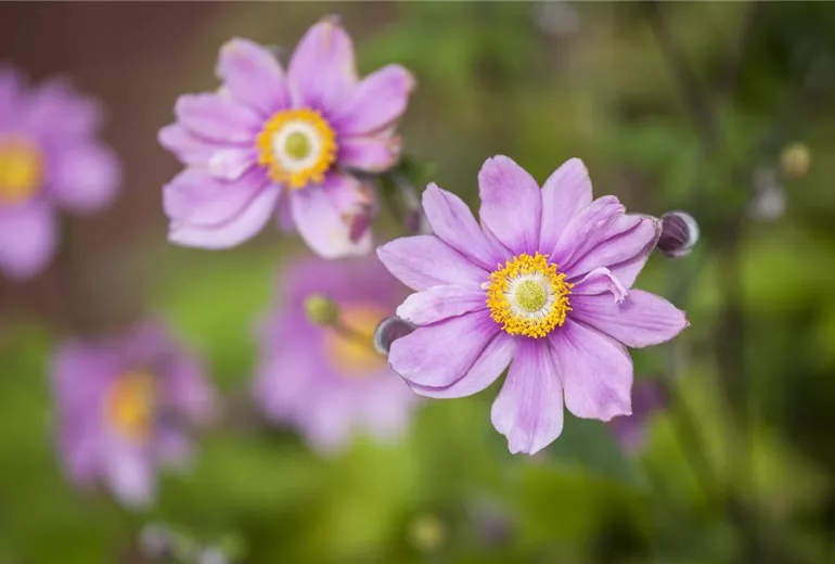 Anemone japonica Anemone japonica