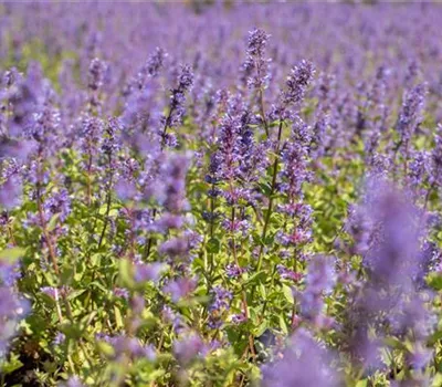 Nepeta racemosa 'Superba'