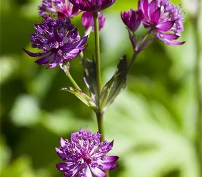 Astrantia major