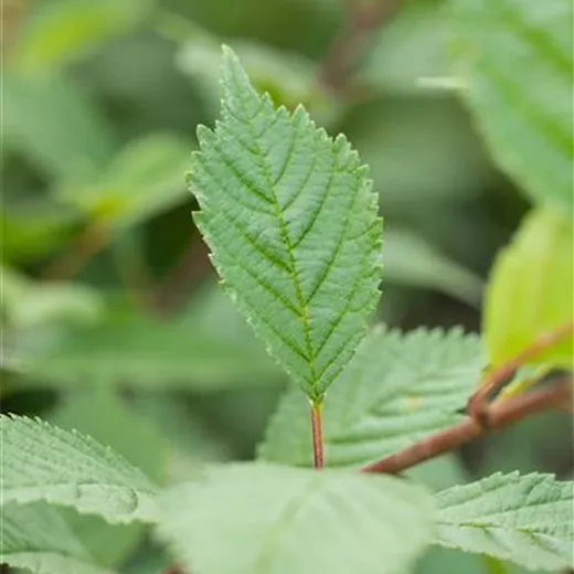 Ulmus hollandica 'Lobel'