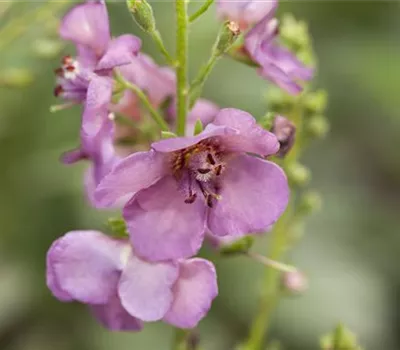 Verbascum phoeniceum
