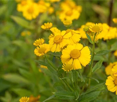 Helenium x cult.'Kanaria'
