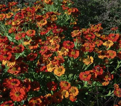 Helenium x cult.'Moerheim Beauty'