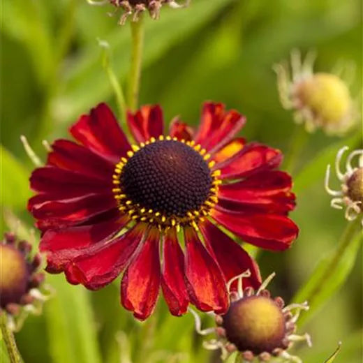 Helenium x cult.'Rubinzwerg'