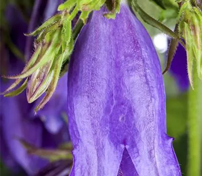Campanula latifolia var.macrantha