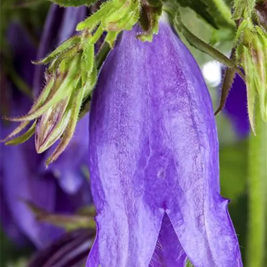 Campanula latifolia var.macrantha