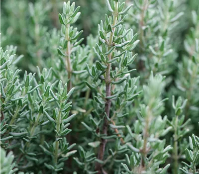Thymus vulgaris 'Faustini'