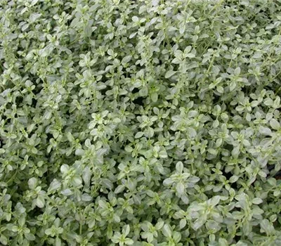 Thymus x citriodorus 'Silver Queen'