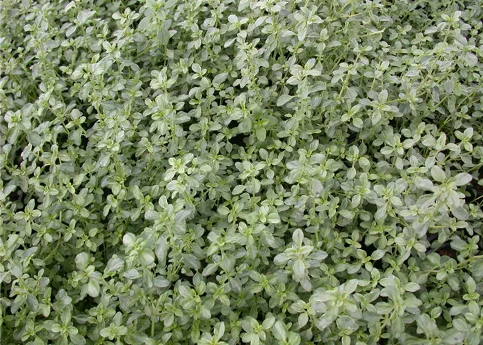 Thymus x citriodorus 'Silver Queen'