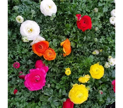 Ranunculus Hybriden