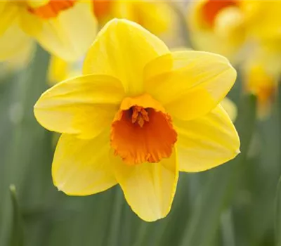 Narcissus Hybride i. S.