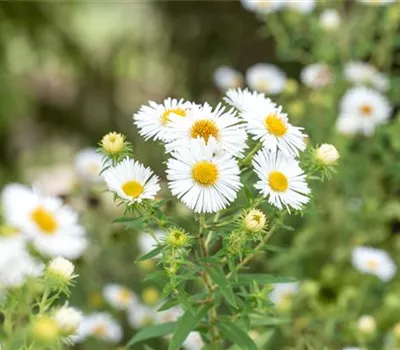 Aster novae-angliae 'Herbstschnee'